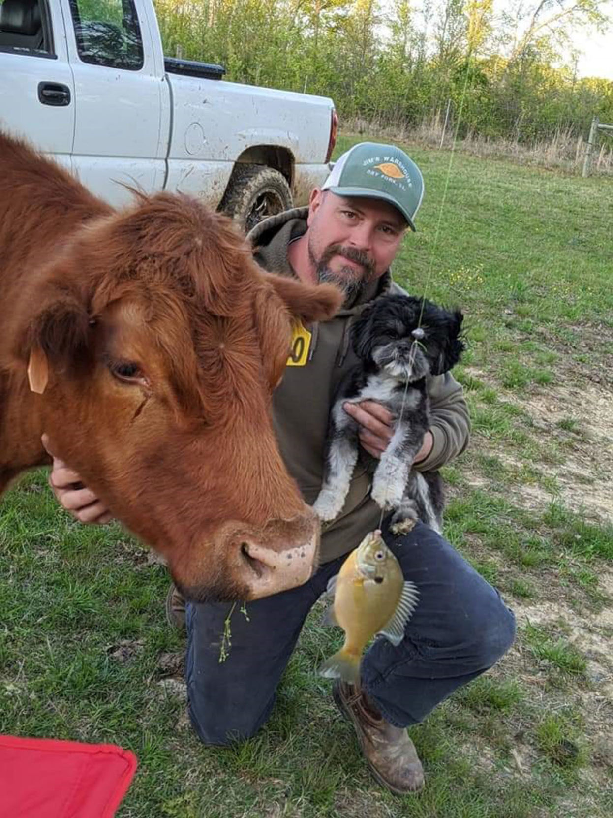 Steer